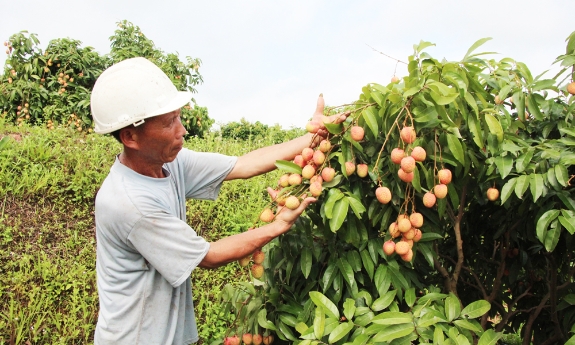 Hơn 20 tấn vải sớm Phúc Hòa được xuất khẩu sang thị trường Mỹ